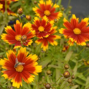 Coreopsis Uptick Gold and Bronze' 2L