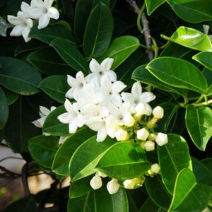 Stephanotis floribunda 4-6 (12cm Pot)