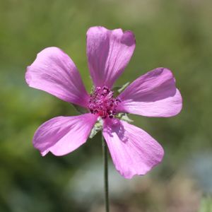 Althaea cannabina 2L