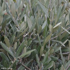 Olive Olea europaea 65L