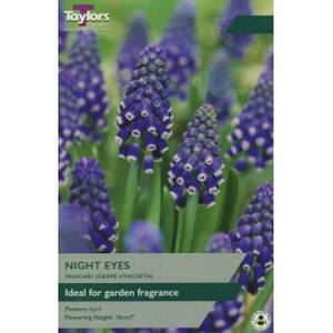 Taylors Muscari Night Eyes