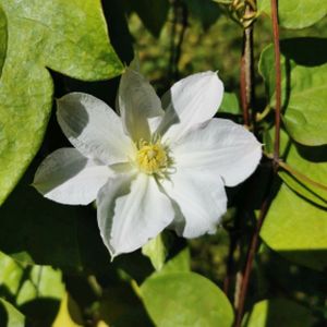 Clematis 'Mevrouw Le Coultre' 3L