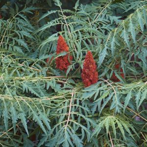 Rhus typhina 'Dissecta' (syn 'Laciniata') (AGM) 3L