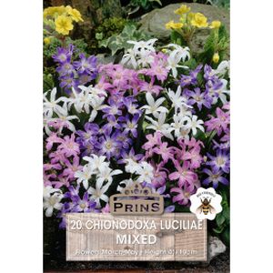 Prins Chionodoxa Luciliae Mixed