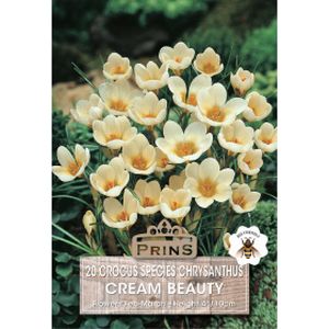 Prins Crocus Species Chrysanthus Cream Beauty