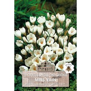 Prins Crocus Specie Miss Vain