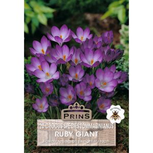 Prins Crocus Specie Ruby Giant