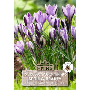 Prins Crocus Specie Spring Beauty