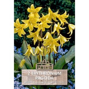 Prins Erythronium Pagoda