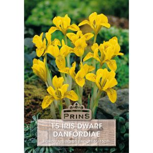 Prins Iris Dwarf Danfordiae