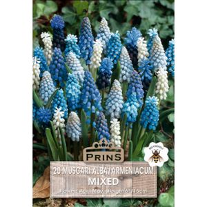 Prins Muscari Alba/Armeniacum Mixed