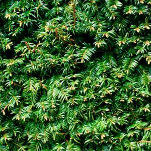 Taxus baccata 10L