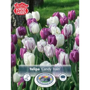 Simple Tulipa Candy Train