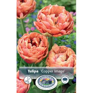 Simple Tulipa Double Late Peony Copper Image