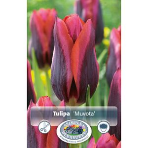 Simple Tulipa Triumph Muvota