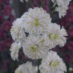 Delphinium 'Highlander Samba' 2L