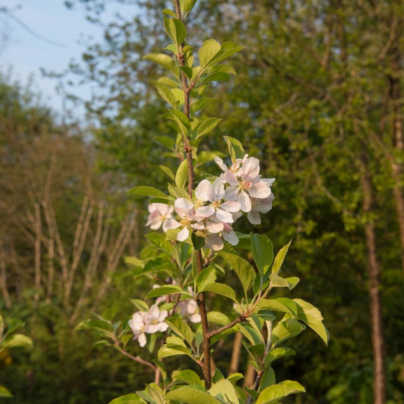 Apple Malus Greensleeves M27 Patio 11 5l Coolings Garden Centre