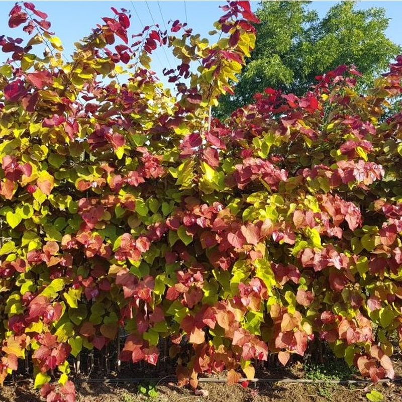 Cercis canadensis 'Eternal Flame' 12L - Coolings Garden Centre