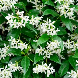 Trachelospermum jasminoides (AGM) 3L 180cm