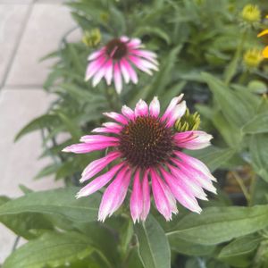 Echinacea Sombrero 'Halo White Purple' 3L