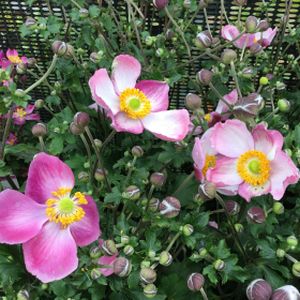 Anemone x hybrida 'Pink Cloud' 2L