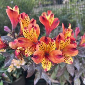 Alstroemeria 'Indian Summer' 5L