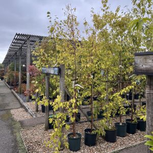 Betula utilis 'Cinnamon' 12L