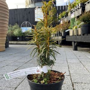 Taxus x media 'Stefania' 3L