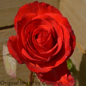 Rosa 'The Captain Tom Rose' (Hybrid Tea) 5L