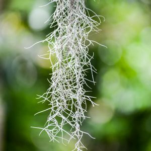 Tillandsia usneoides (5cm Pot)