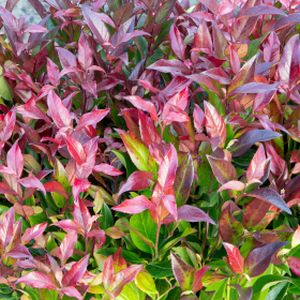 Leucothoe 'Scarletta' (syn 'Zeblid') 15L