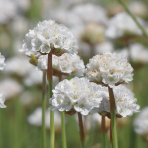 Armeria 'Abbey White' 1L