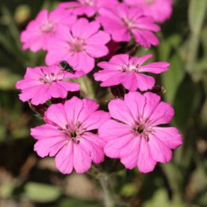 Lychnis alpina 'Magenta' (9cm Pot)