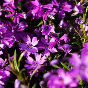 Phlox subulata 'Atropurpurea' (9cm Pot)