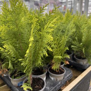 Chamaecyparis lawsoniana (Mixed) (9cm Pot)