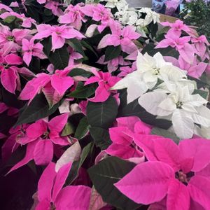 Poinsettia 'Princettia' Mixed (13cm Pot)