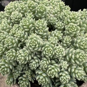 Sedum Silver Roses (10.5cm Pot)