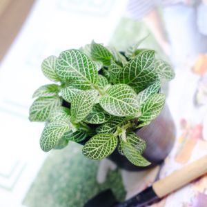 Fittonia Verschaffeltii 'Mini White' (6cm Pot)