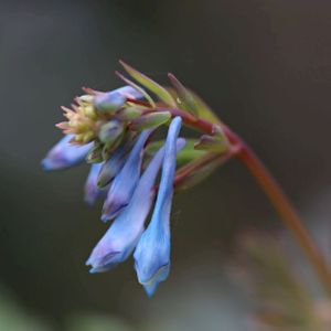 Corydalis flexuosa 'Porcelain Blue' 2L