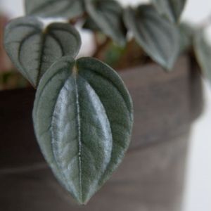 Peperomia 'Napoli Nights' (10.5cm Pot)