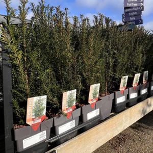 Yew Taxus baccata (AGM) (100-125cm) Rootball