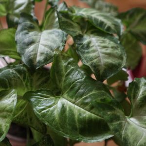 Syngonium podophyllum 'Red Heart' (19cm Pot)