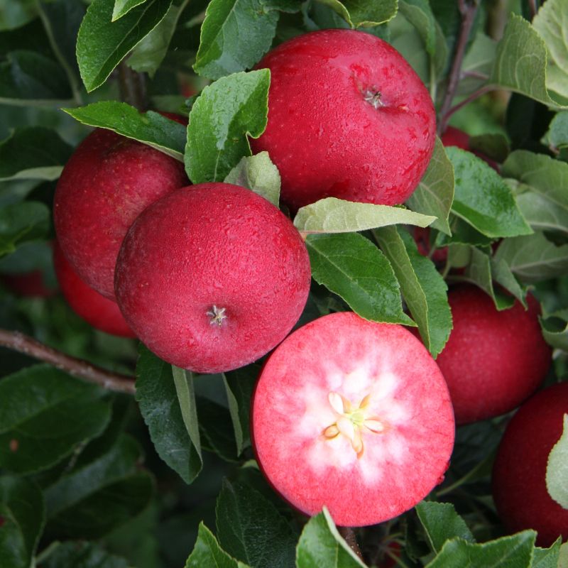 Apple Malus Domestica Rosette M27 Step Over 12l Coolings Garden