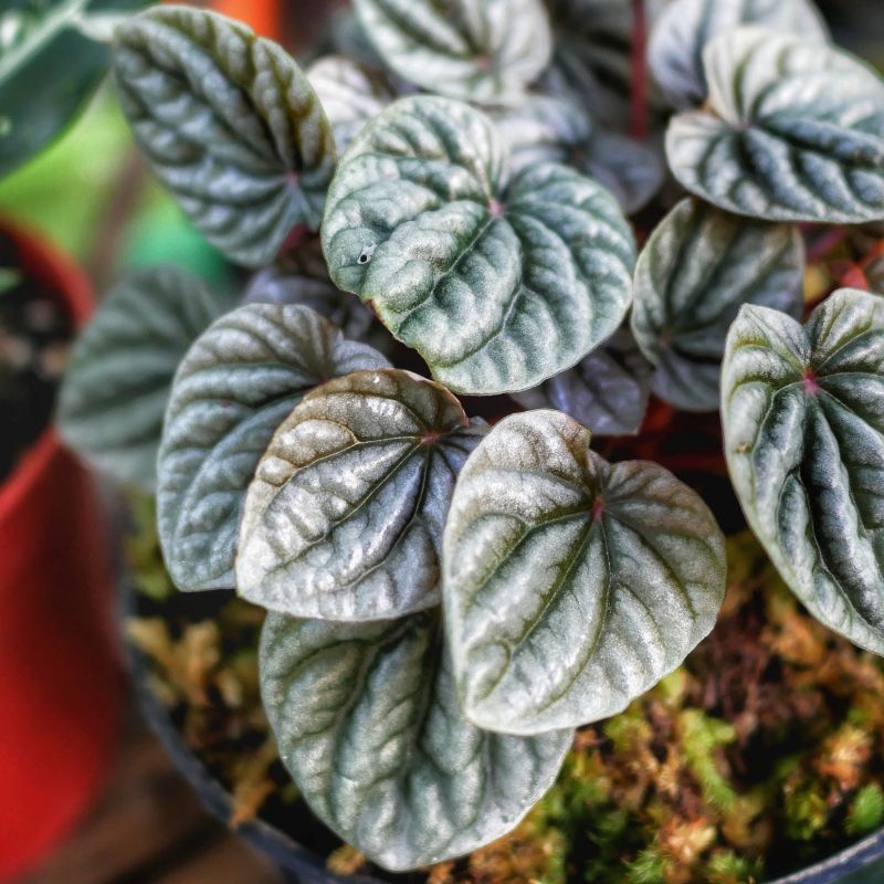 Peperomia Sunrise 15cm Pot Coolings Garden Centre