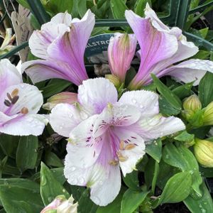 Alstroemeria 'Inticancha Moon' 3L