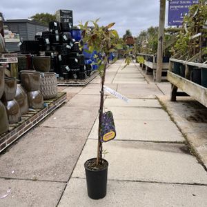 Clematis integrifolia 'Mississippi River' 2L