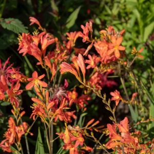 Crocosmia 'Peach Sunrise' 2L