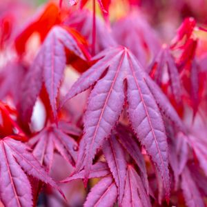 Acer palmatum 'Skeeter's Broom' 50L