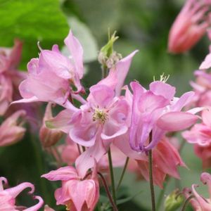 Aquilegia vulgaris 'Heidi' 2L