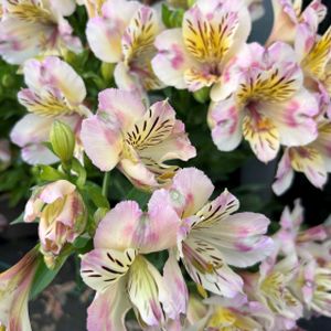 Alstroemeria 'Time Valley' 3L